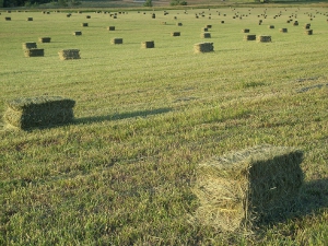 2010 Hay in field