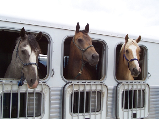 Horses in Trailer