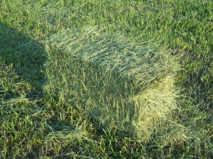 2010 Hay Bale