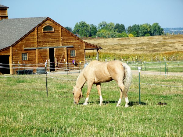 Horse and barn